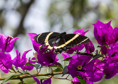 Papilio garamas