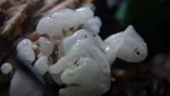 Delicatula integrella