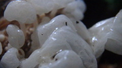 Delicatula integrella