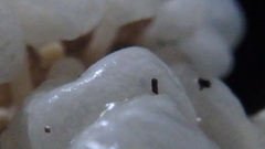 Delicatula integrella