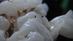 Delicatula integrella