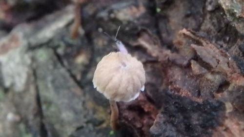 Bark Mycena