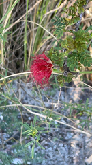 Calliandra californica