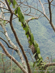 Vanilla planifolia