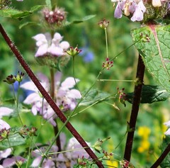 Thalictrum simplex