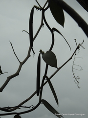 Vanilla planifolia