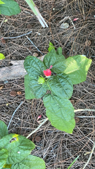 Malvaviscus arboreus