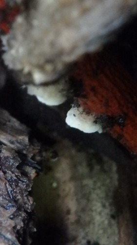 Fungi Including Lichens