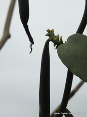 Vanilla planifolia