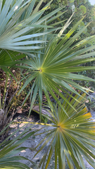 Thrinax radiata