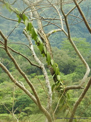 Vanilla planifolia