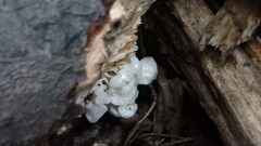 Delicatula integrella