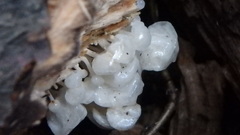 Delicatula integrella