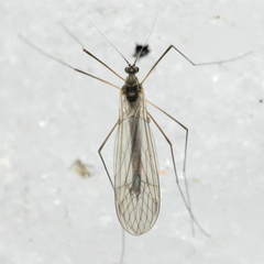 Trichocera garretti