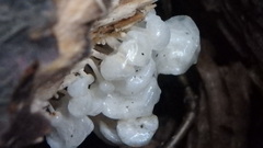 Delicatula integrella