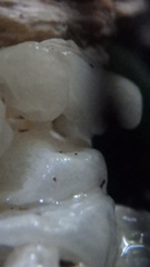 Delicatula integrella