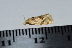 Aethes