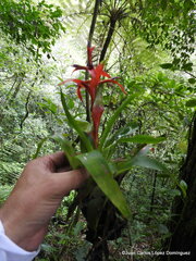 Tillandsia leiboldiana