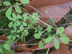 Ceratocapnos claviculata