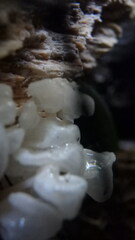 Delicatula integrella