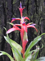 Tillandsia leiboldiana