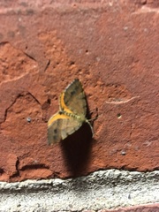 Mellilla xanthometata