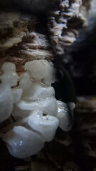 Delicatula integrella
