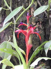 Tillandsia leiboldiana