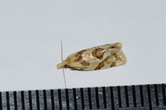 Aethes