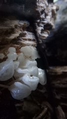 Delicatula integrella