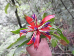 Tillandsia leiboldiana