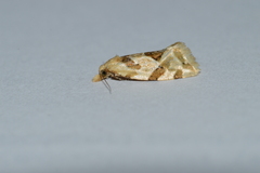 Aethes