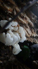 Delicatula integrella