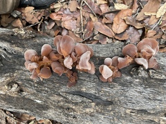 Auricularia angiospermarum