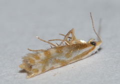 Argyresthia canadensis