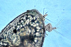 Epopella plicata