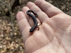 Plethodon electromorphus