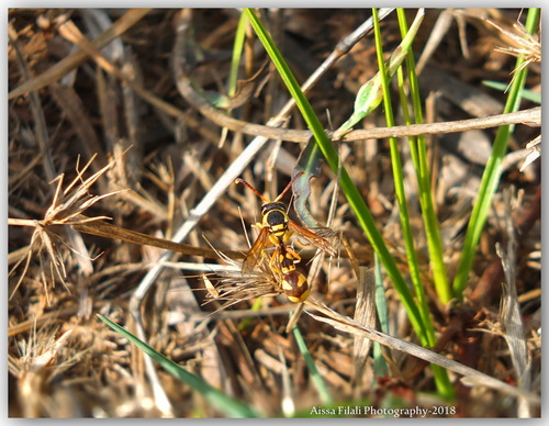 Cyrenaican Potter Wasp