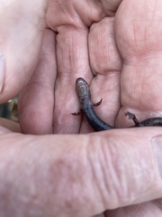 Plethodon electromorphus
