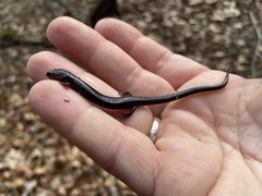 Plethodon electromorphus