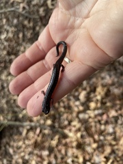 Plethodon electromorphus