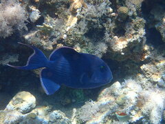 Pseudobalistes fuscus