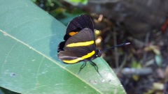 Isapis agyrtus