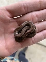 Contia tenuis