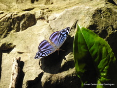 Myscelia ethusa ethusa