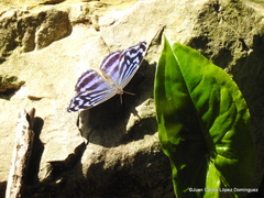 Myscelia ethusa ethusa