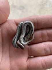 Contia tenuis