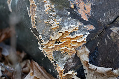 Steccherinaceae