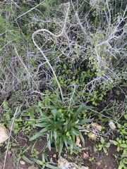 Scilla