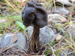 Helvella vespertina